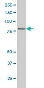 TTF2 Monoclonal Antibody (3F7)