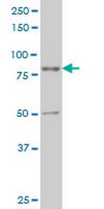 TTF2 Monoclonal Antibody (2B6)