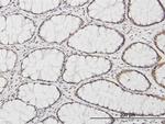 KLF11 Antibody in Immunohistochemistry (Paraffin) (IHC (P))