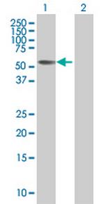 PRSS12 Polyclonal Antibody, MaxPab™