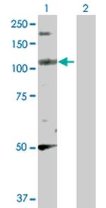 PPFIBP2 Polyclonal Antibody, MaxPab™