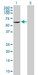 PIK3R3 Antibody in Western Blot (WB)