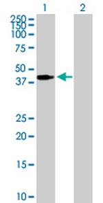 PEX3 Polyclonal Antibody, MaxPab™