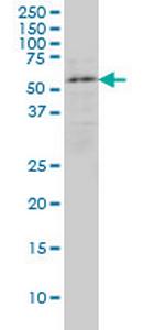 ENC1 Monoclonal Antibody (3B1)