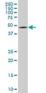 ENC1 Monoclonal Antibody (3C10)