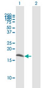 IFITM1 Polyclonal Antibody, MaxPab™