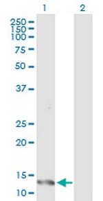 IFITM1 Polyclonal Antibody, MaxPab™