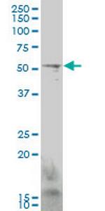 GCM1 Monoclonal Antibody (3D3)