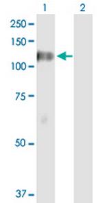 DGKZ Polyclonal Antibody, MaxPab™