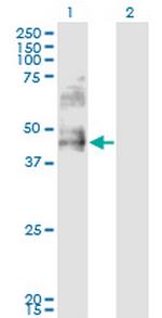 DDO Monoclonal Antibody (3F7)