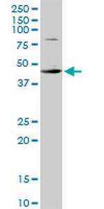 CSDA Polyclonal Antibody, MaxPab™