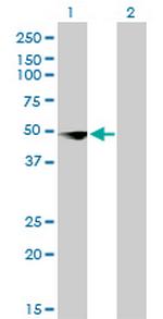 CSDA Antibody in Western Blot (WB)