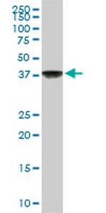 COPS3 Antibody in Western Blot (WB)