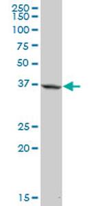 APOL1 Antibody in Western Blot (WB)