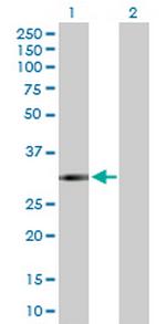 FCN3 Polyclonal Antibody, MaxPab™
