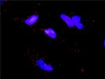 MAPKAPK5 Antibody in Proximity Ligation Assay (PLA) (PLA)