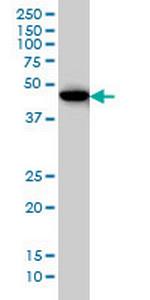 BHLHB2 Monoclonal Antibody (5B1)