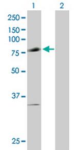 PIAS1 Polyclonal Antibody, MaxPab™