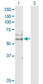 CDC14B Polyclonal Antibody, MaxPab™