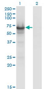 CDC14A Monoclonal Antibody (2C12)