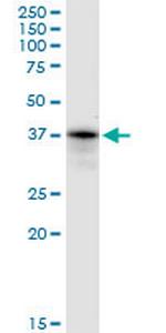 PRPF18 Polyclonal Antibody, MaxPab™