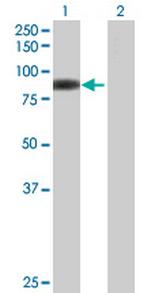 C22orf19 Polyclonal Antibody, MaxPab™