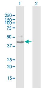KMO Polyclonal Antibody, MaxPab™