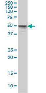 MKNK1 Monoclonal Antibody (2H8)