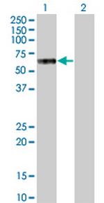 MKNK1 Monoclonal Antibody (3E10)