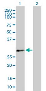 PDLIM4 Polyclonal Antibody, MaxPab™