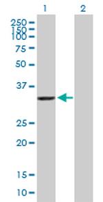 AKR7A2 Polyclonal Antibody, MaxPab™