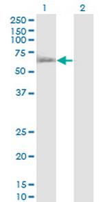 RUVBL1 Monoclonal Antibody (3G4-1F8)