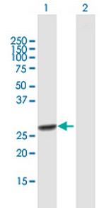RFXANK Polyclonal Antibody, MaxPab™