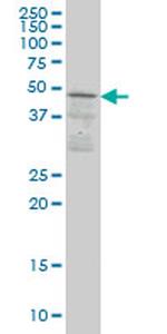 SCAP1 Monoclonal Antibody (1C11)