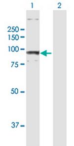 AOC3 Polyclonal Antibody, MaxPab™