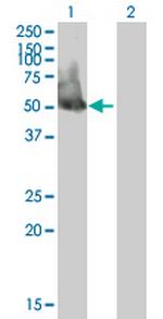 EIF3S5 Polyclonal Antibody, MaxPab™