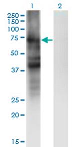 SLC4A4 Monoclonal Antibody (1G2)