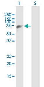 EIF4G3 Polyclonal Antibody, MaxPab™