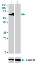 EIF4G3 Antibody in Western Blot (WB)