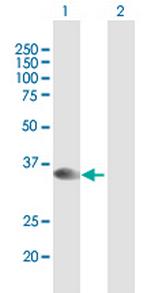 STX16 Polyclonal Antibody, MaxPab™