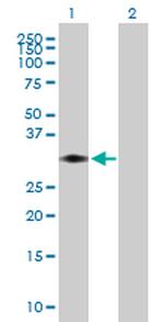 STX11 Polyclonal Antibody, MaxPab™