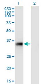 STX11 Monoclonal Antibody (4F9)
