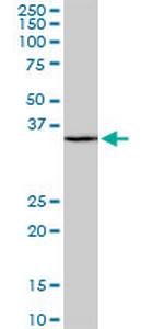 SFRS9 Monoclonal Antibody (1G7)