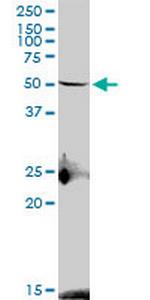 S1PR4 Polyclonal Antibody, MaxPab™