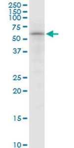 SNX4 Antibody in Western Blot (WB)