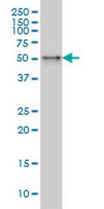 SNX4 Antibody in Western Blot (WB)
