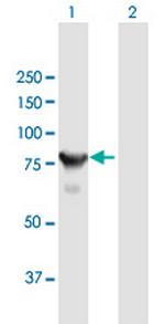 CTNNAL1 Polyclonal Antibody, MaxPab™