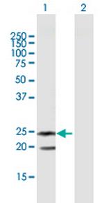 TNFSF14 Polyclonal Antibody, MaxPab™