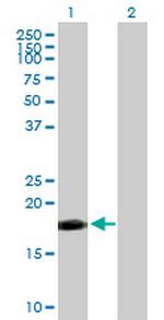 TNFSF12 Polyclonal Antibody, MaxPab™