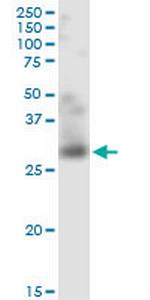 TNFSF12 Monoclonal Antibody (4H3)